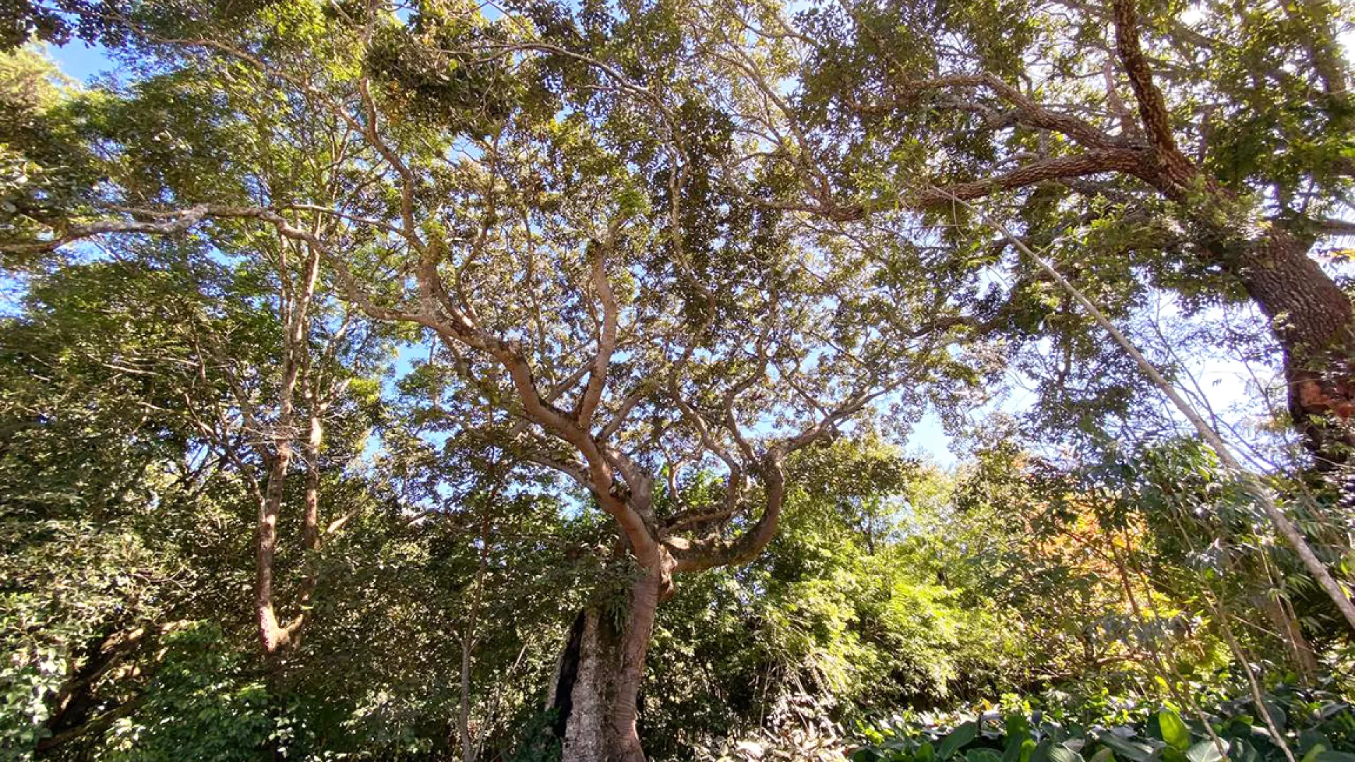 Árvore de figueira