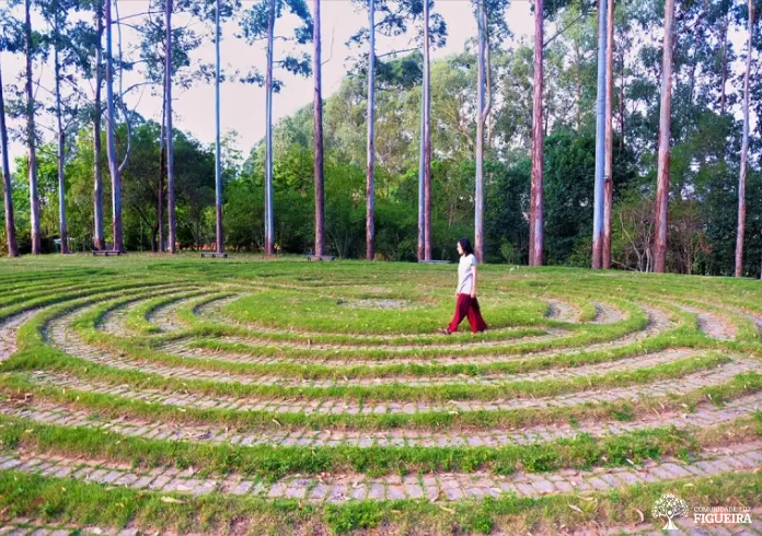 Áreas de Figueira - Figueira 2 (F2)