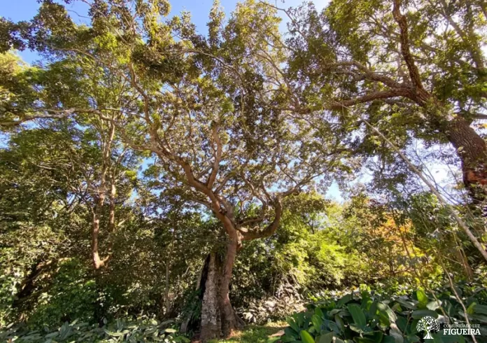 Areas of Figueira - Vida Criativa and Area Luz