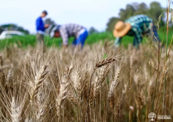 Áreas de Figueira - Tierras del Sol